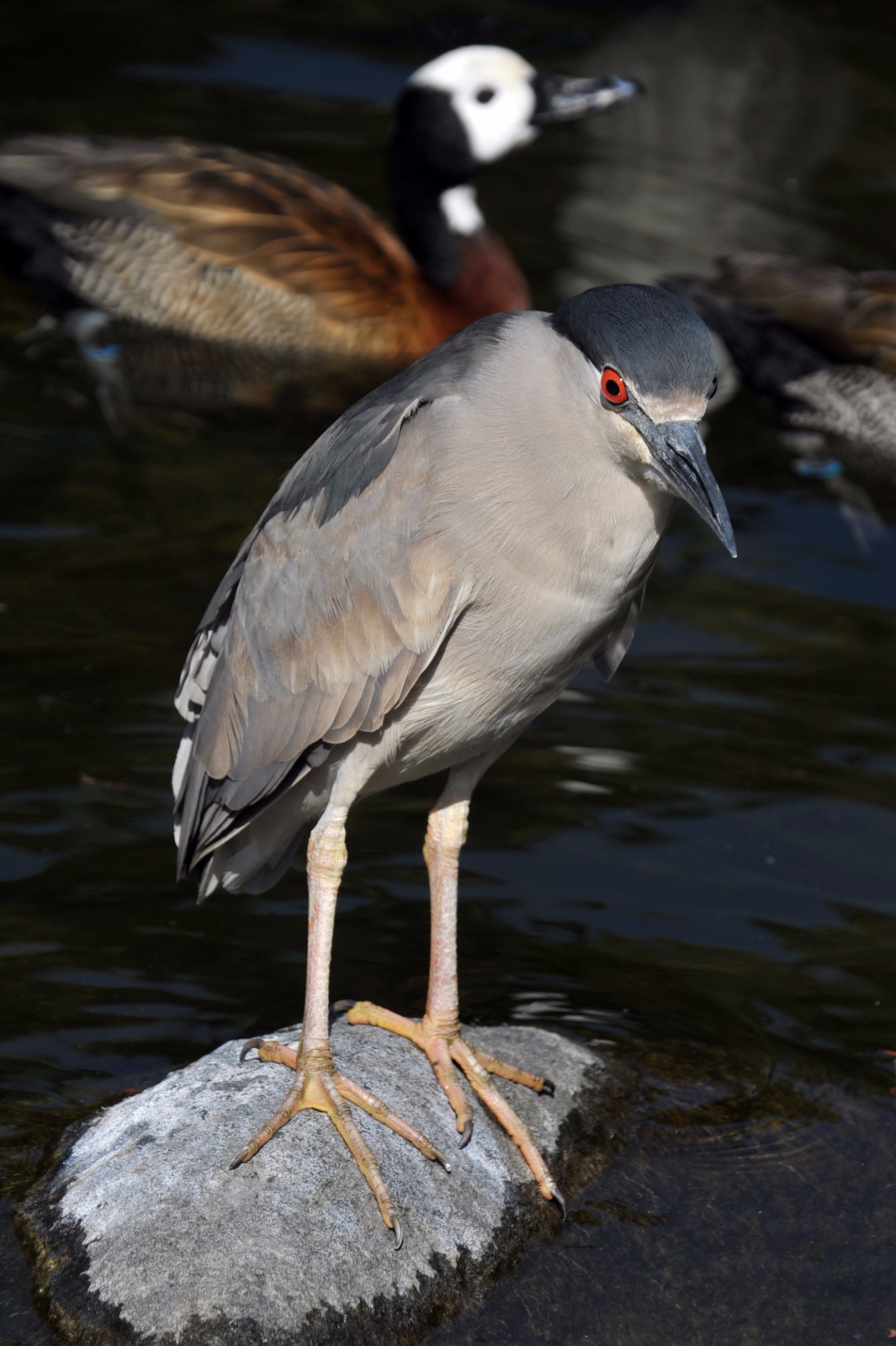 Black Crowned Night Heron 79